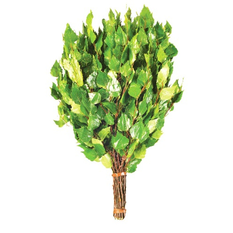 Koivuvihta yrteillä