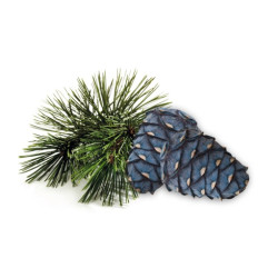 HARVIA saunatuoksutiiviste, arollamänty 1 l 