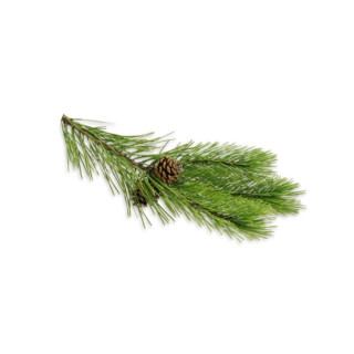 SENTIOTEC höyrykylpy aromaattiset öljyt, männyn neulaset 5 l
