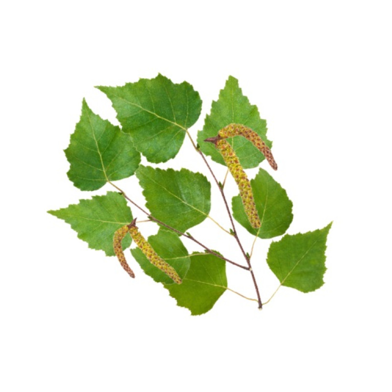 HARVIA saunatuoksutiiviste, pohjoiskoivu 1 l