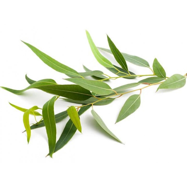 SENTIOTEC höyrysaunan tuoksutiiviste, eukalyptus 5 l