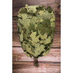 Kanadalainen tammiluuta 